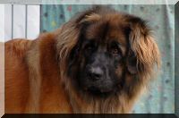 leonberger 005.jpg